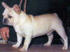 Ajax Rocko