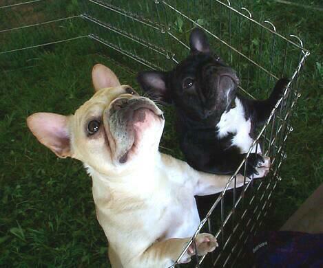 Ain't We Sweet!